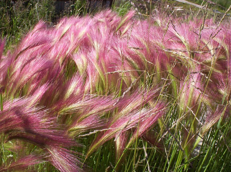 décore le jardin herbe plume herbe