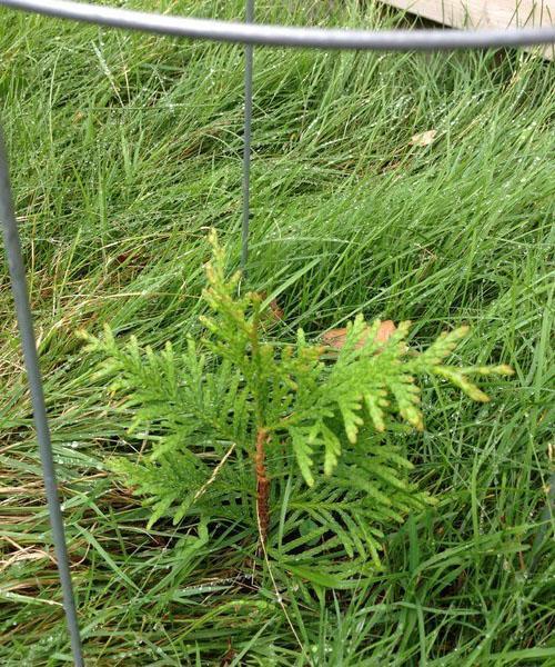 planter des boutures de thuya en pleine terre