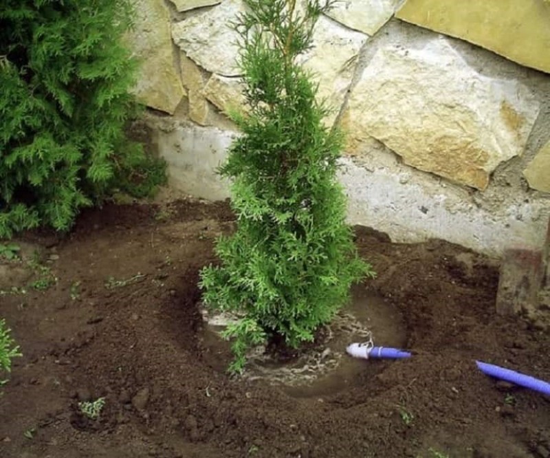 cómo plantar thuja