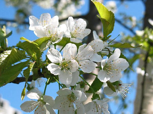 floraison de Fatezha