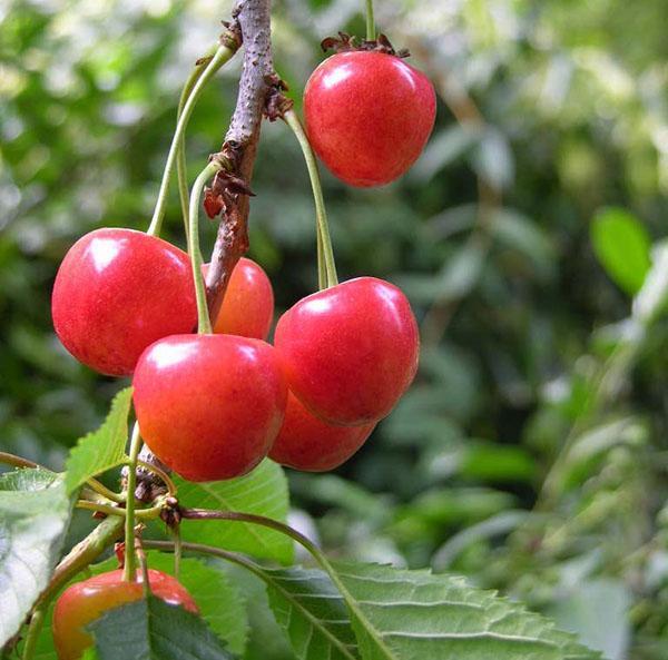 cerises pesant jusqu'à 6 grammes