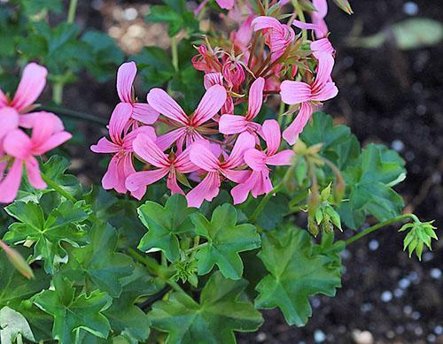 Le pélargonium se multiplie facilement par bouturage