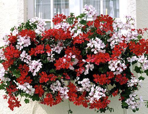 Pélargonium ampeleux en fleurs