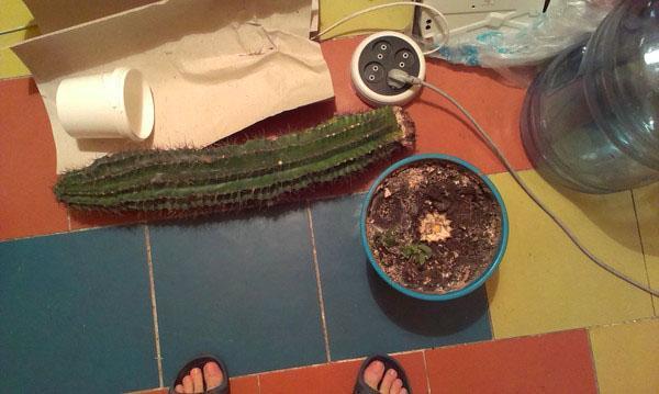 vous devez planter un cactus sans racines