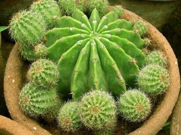 tu peux planter un cactus