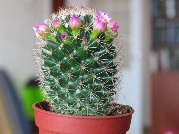 le cactus fleurira