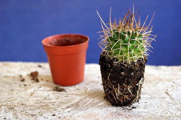 cactus a besoin d'une greffe