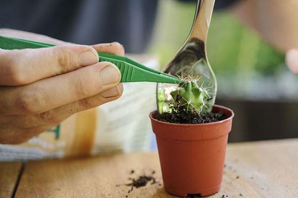 transplanter soigneusement le cactus