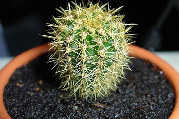 cactus après transplantation