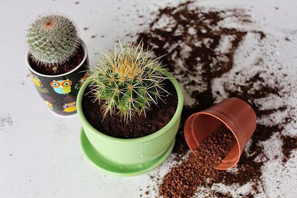 transplanter un cactus dans un pot spacieux