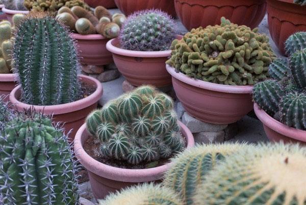 cactus de différents types et variétés