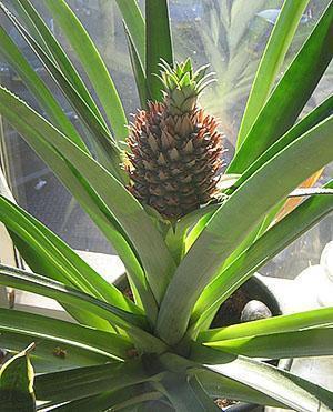 L'ananas d'intérieur pousse