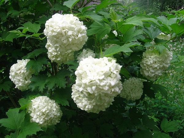 floraison délicate de viburnum buldenezh