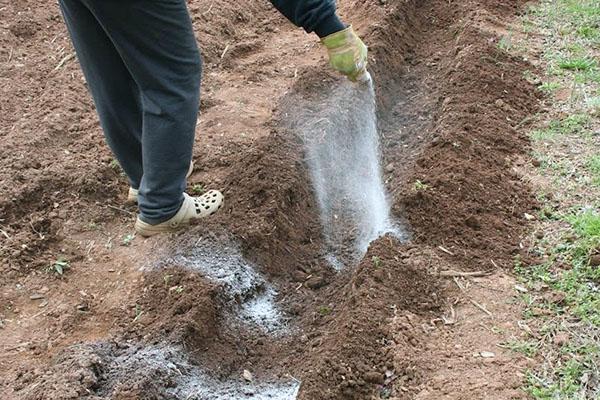 fertilizar antes de plantar