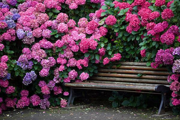 flores de hortensia