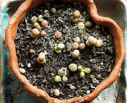 Lithops cultivés à partir de graines