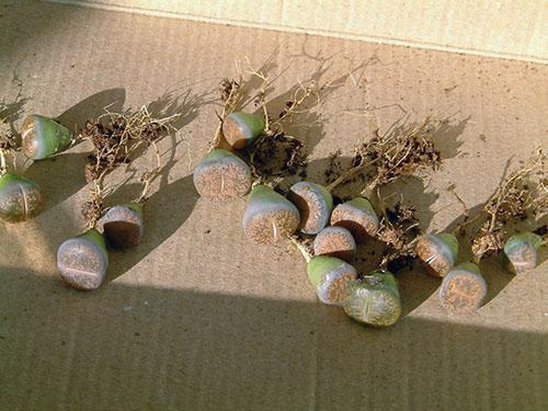 Greffe de lithops