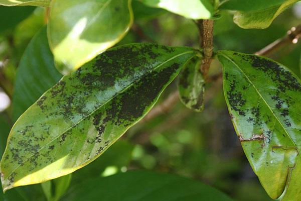 Les feuilles de gardénia deviennent noires