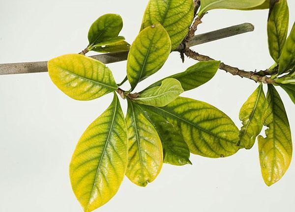 Araignée sur les feuilles