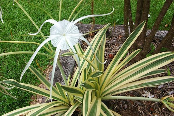 Planta bulbosa hymenokallis