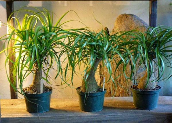 Bocarnea comme plante d'intérieur