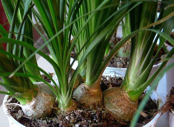 Bocarnea a besoin d'un arrosage régulier