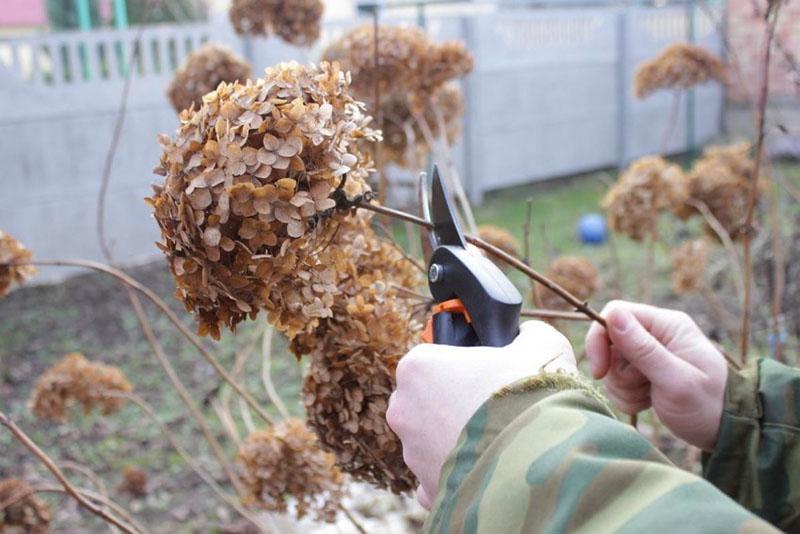 caractéristiques de taille d'hortensia