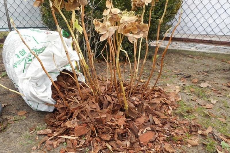 cuidado de hortensias en otoño