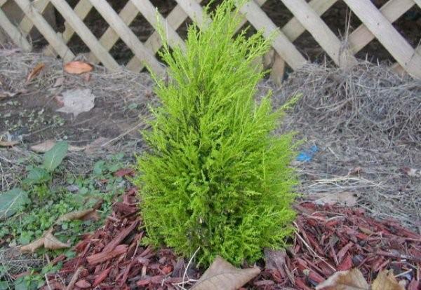 prendre soin des cyprès dans le jardin