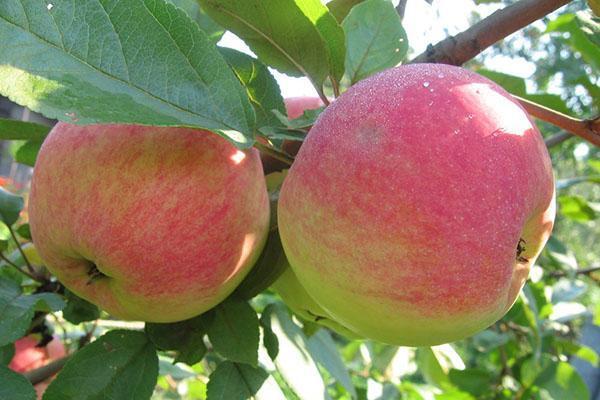 manzanas en el jardín