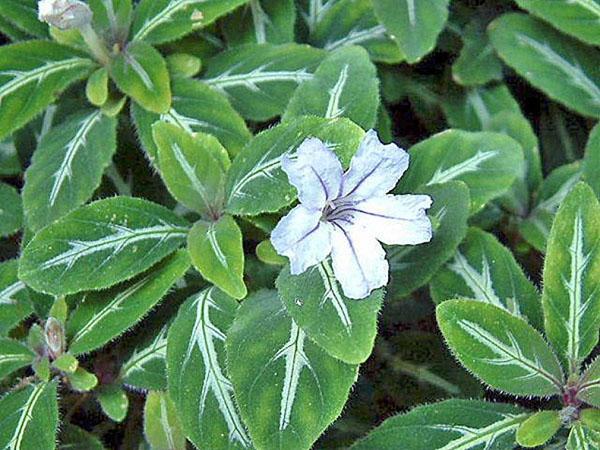 Bleu Ruellia ou Devos