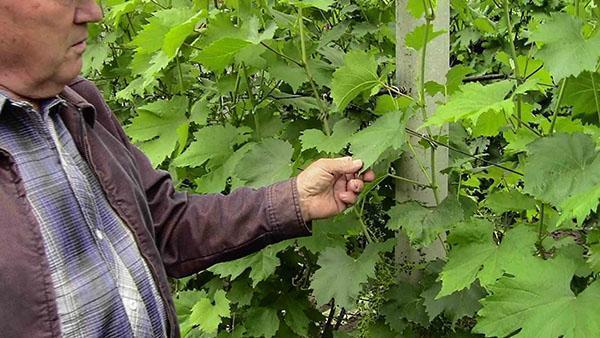 trabajar en el viñedo después de la floración