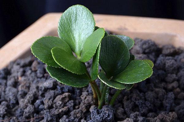 Zamia crece lentamente