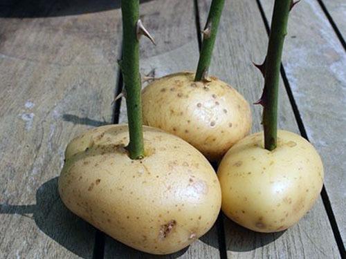 enracinement dans les pommes de terre