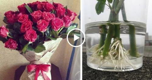 comment enraciner un bouquet de rose