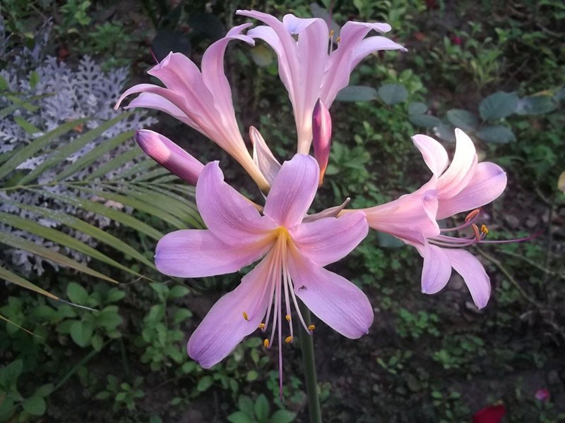 Lycoris escamosa resistente a las heladas