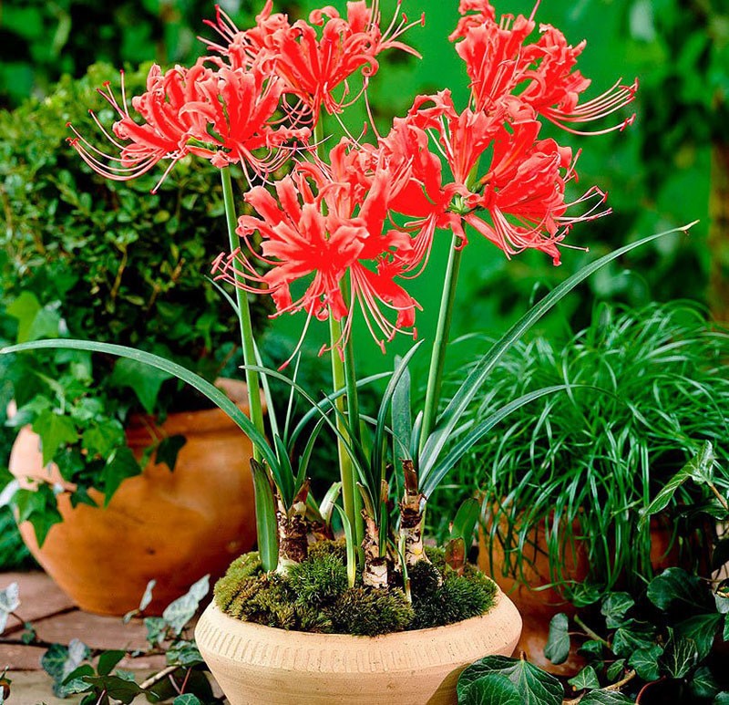 flor de lycoris en una maceta