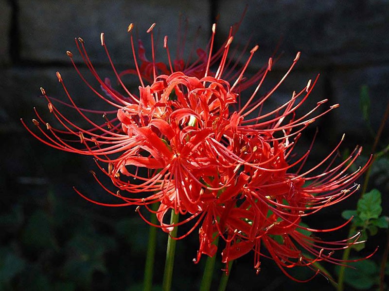 variétés de lycoris