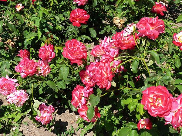 prendre soin d'une rose dans le jardin