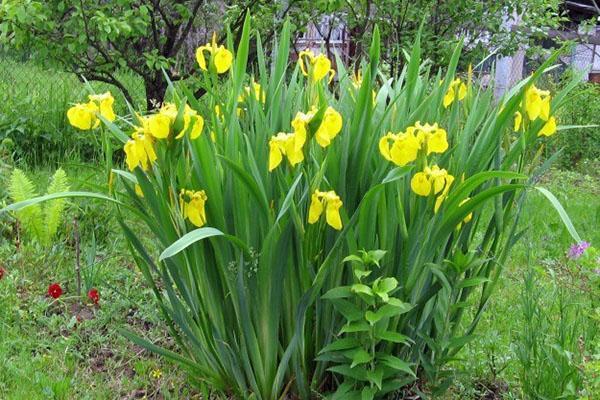 l'iris des marais a besoin d'un endroit lumineux