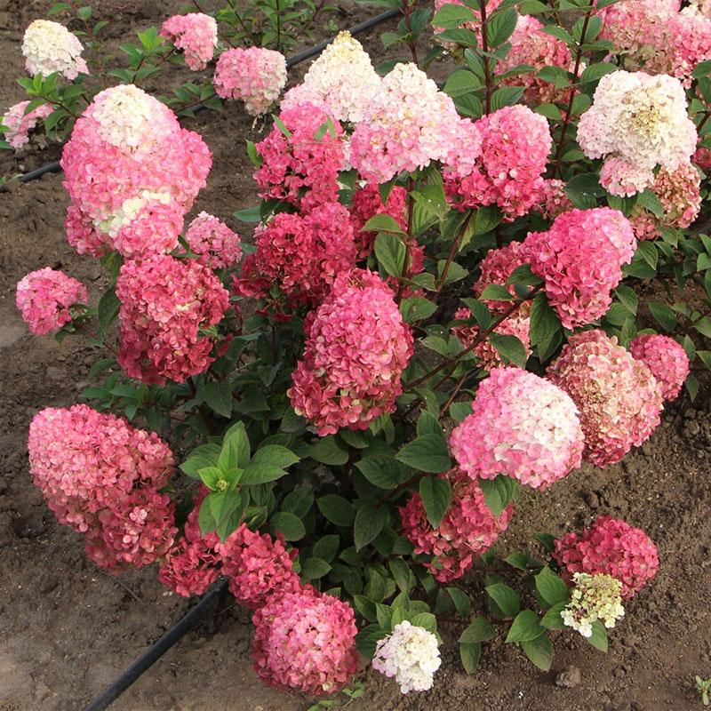 buisson d'hortensia compact