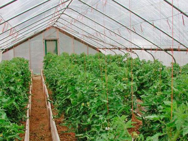 cultivo de la variedad Maryina Roshcha en invernadero