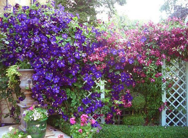 clemátide en el jardín