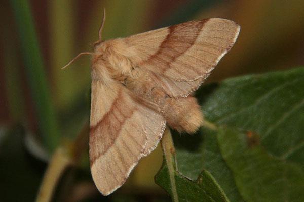 mariposa gusano de seda