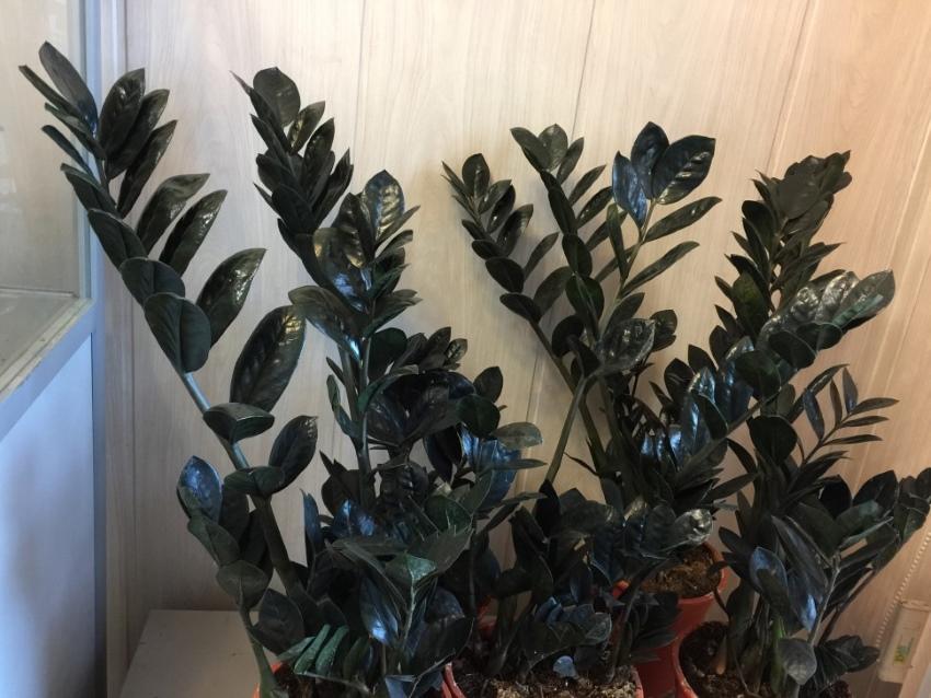 zamioculcas es igual a