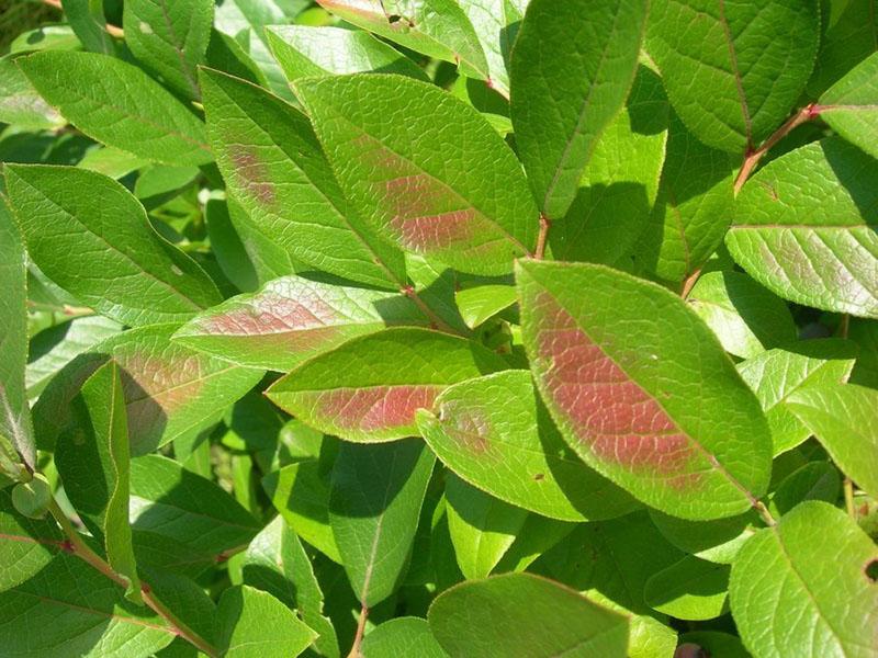 enfermedad de la hoja de arándano