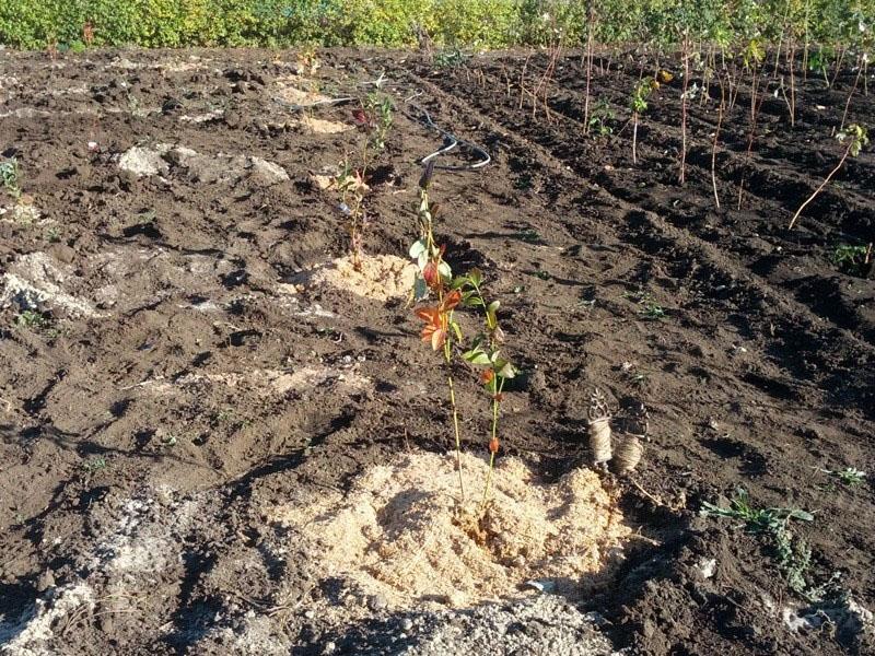 plantar arándanos altos