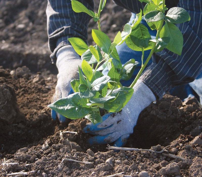 plantar una plántula de arándano