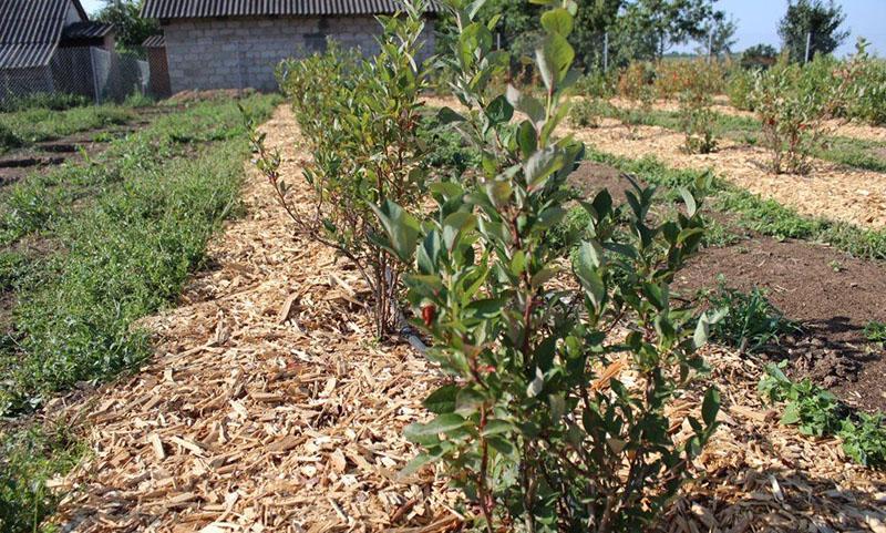 paillage des plantations de myrtilles