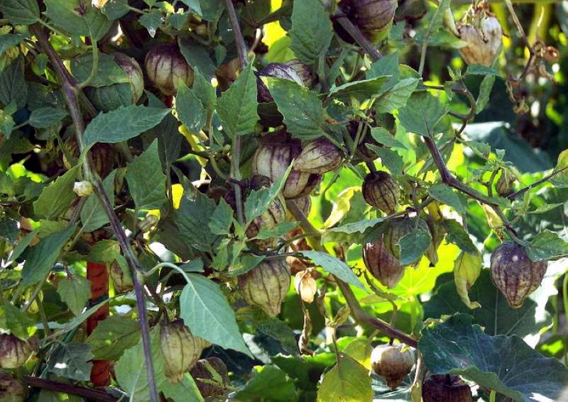 culture de légumes physalis et soin des fruits photo